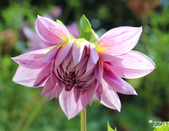 Daj kwiatom drugie życie - przyjdź z doniczką na Cytadelę!