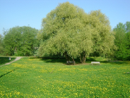Dni Rataj