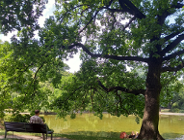 Drzewa i rośliny w parkach