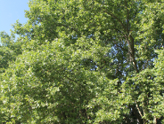 Drzewa naszych parków - platan klonolistny.