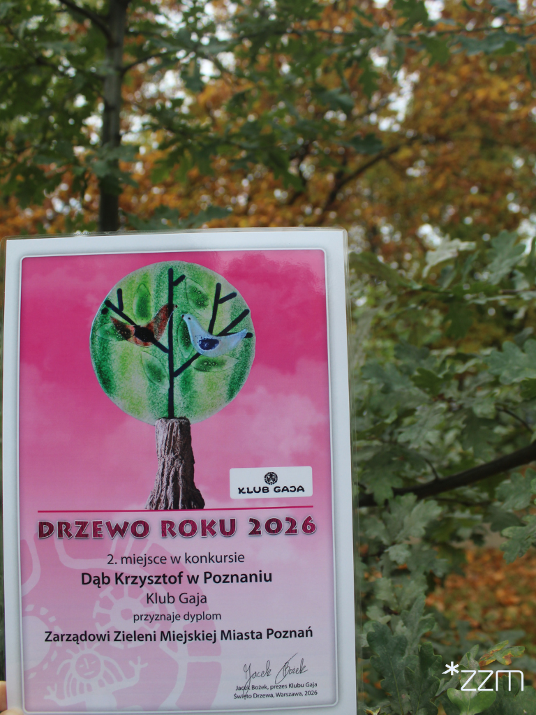 Dyplom za 2. miejsce dębu "Krzysztof" w konkursie Drzewo Roku 2026, na tle jesiennych drzew.