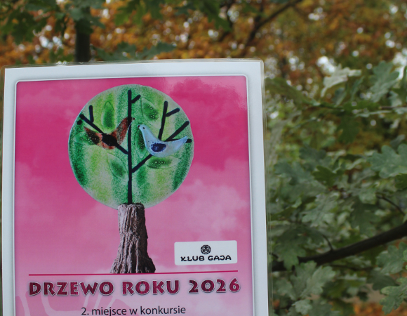 Dyplom za 2. miejsce dębu "Krzysztof" w konkursie Drzewo Roku 2026, na tle jesiennych drzew.
