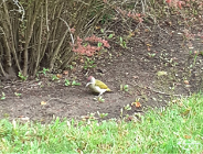 Dzięcioł zielony w Parku Wodziczki