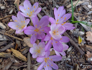 Dzień bez samochodu