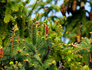Fort V ma rozwiązanie na ukorzenione choinki. Po ich zasadzeniu zapachniało lasem.