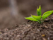 Gleba, nasza cicha bohaterka ekosystemu