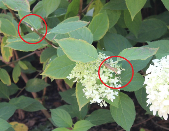 Hortensje nie są kwiatami "do zabrania"