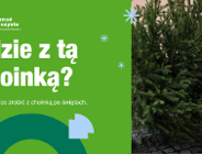 I co z tą choinką? Sprawdź, jak właściwie pozbyć się drzewka świątecznego