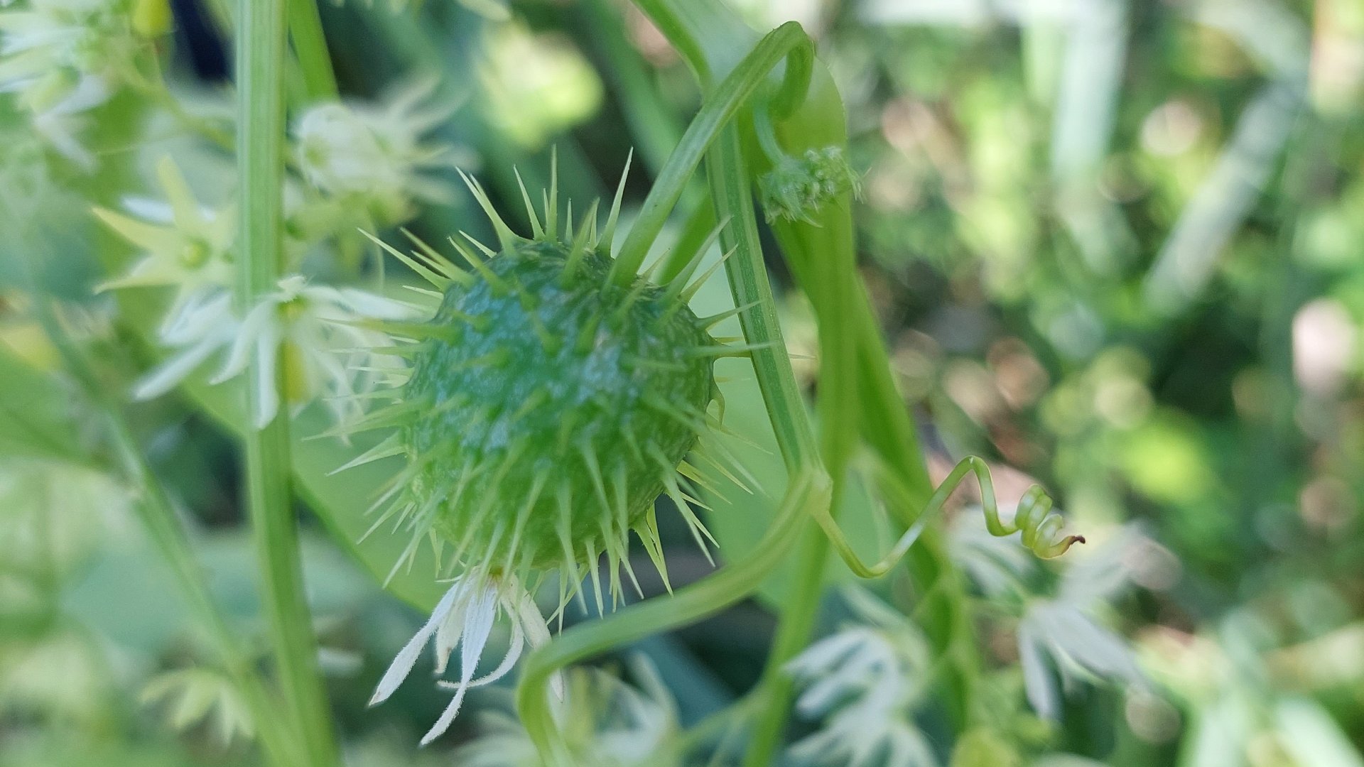 Kolczurka klapowana (Echinocystis lobata) to inwazyjne plącze