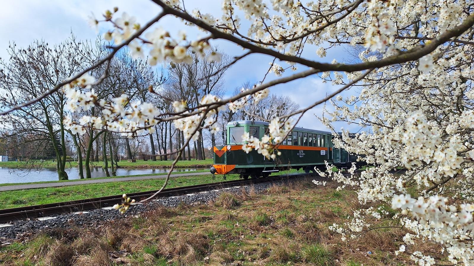 Kolejka Parkowa Maltanka na trasie. Na pierwszym planie widać kwtnące drzewa