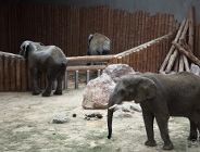 Konflikt w ZOO
