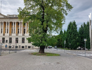 Konsultacje społeczne projektu uchwały Rady Miasta Poznania w sprawie ustanowienia pomnika przyrody - wiązu szypułkowego na Placu Wolności w Poznaniu, przy Studni Higiei.
