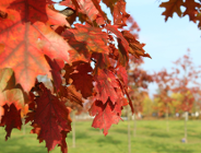 Lasek Katyński ma już 4 lata