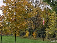 Lasek Katyński - miejsce pamięci ofiar zbrodni katyńskiej w Poznaniu