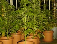 Marihuana popularniejsza od tytoniu wśród amerykańskiej młodzieży
