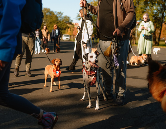 Marsz Kejterka. Zdjęcie przedstawia marsz z psami w Parku Jana Pawła II
