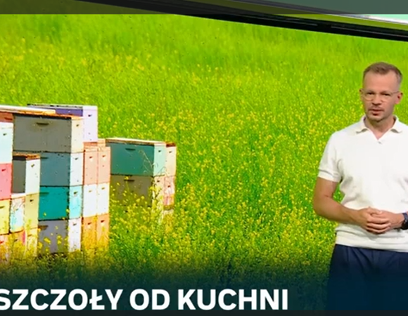 Mężczyzna, dziennikarz prowadzący program, w białej koszulce stoi na tle dużego zdjęcia pasieki z kolorowymi ulami ustawionymi na kwitnącym, żółto-zielonym polu. U dołu ekranu widoczny jest napis "PSZCZOŁY OD KUCHNI".
