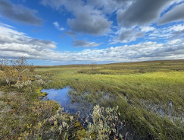 Miasto przyjazne mokradłom, czyli jak tereny podmokłe pomagają w adaptacji do zmian klimatycznych