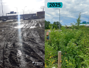 Miejski lasek kieszonkowy - zielona oaza na Wildzie