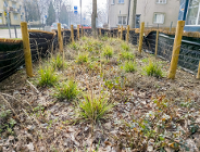 Młoda zieleń chroniona