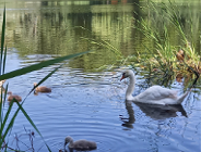 Młode łabędzie - park Sołacki