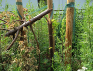 Młode lipy zniszczone przez wandali