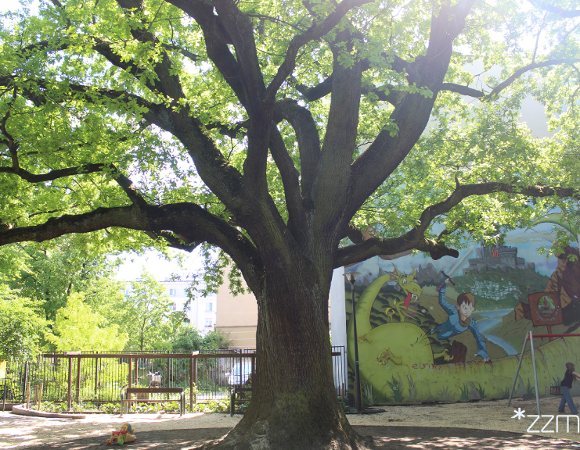 Na pierwszym planie dąb "Krzysztof" - potężne drzewo o grubym pniu i szeroko rozłożystej koronie. W tle znajduje się mural z fantastyczną sceną, między innymi smokiem i postacią chłopca.