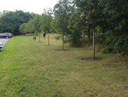 Na Podolanach powstanie wybieg dla psów