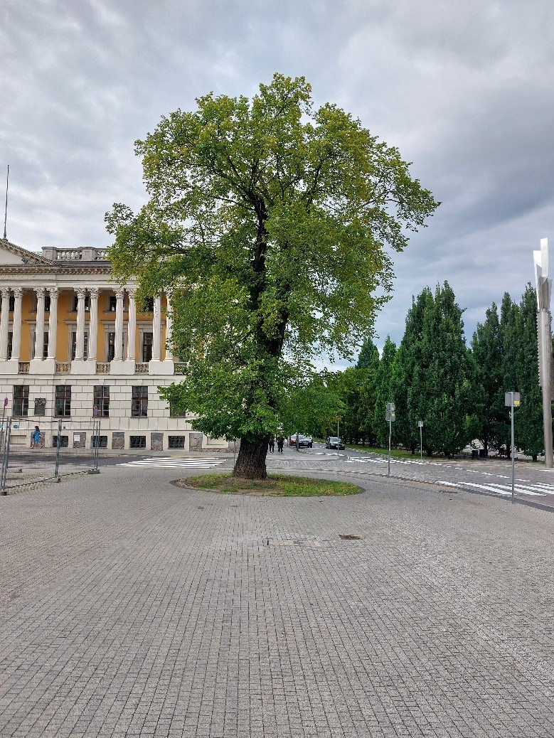 Na zdjęciu znajduje się wiąz szypułkowy na Planu Wolności w pobliżu pomnika Higiei.