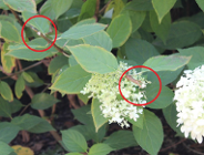 Nie zrywaj! - dbajmy o naszą wspólną przestrzeń