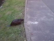 Niecodzienny gość w Parku Sołackim