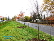 Nowa zieleń przy drogach