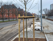 Nowe drzewa i krzewy na Starym Mieście