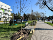 Nowe drzewa na Świerczewie, Wildzie i Zielonym Dębcu