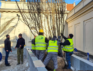 Nowe drzewa w centrum miasta