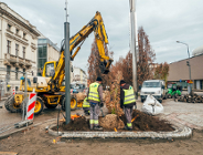Nowe drzewa zazielenią centrum