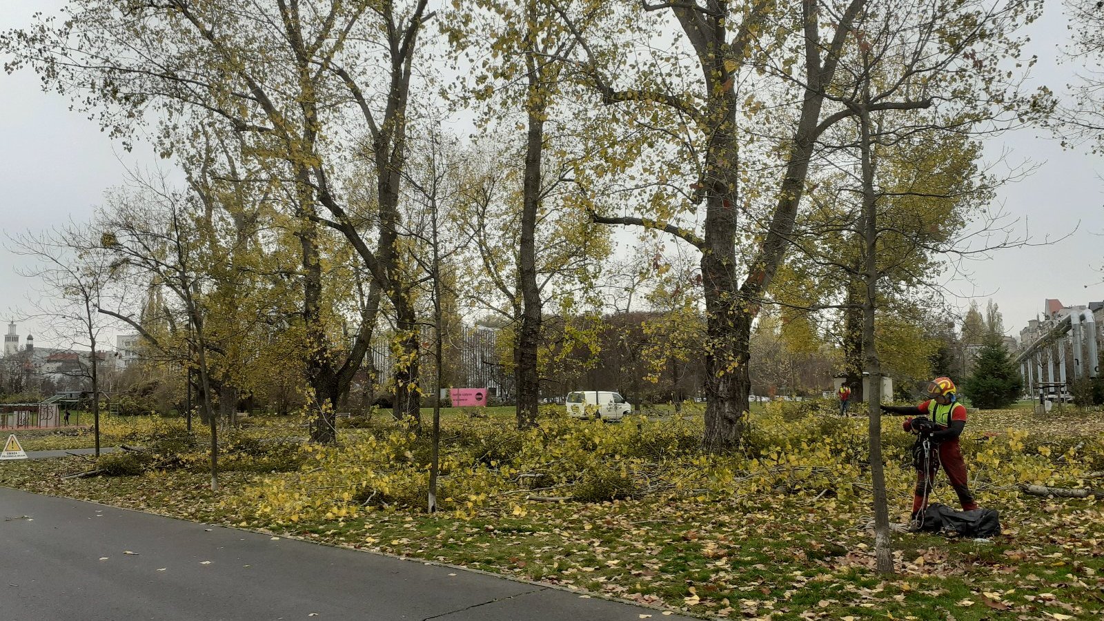 Stare drzewa są dużo bardziej wymagające, dlatego w Poznaniu otaczane są stosowną opieką oraz pielęgnacją. - grafika artykułu
