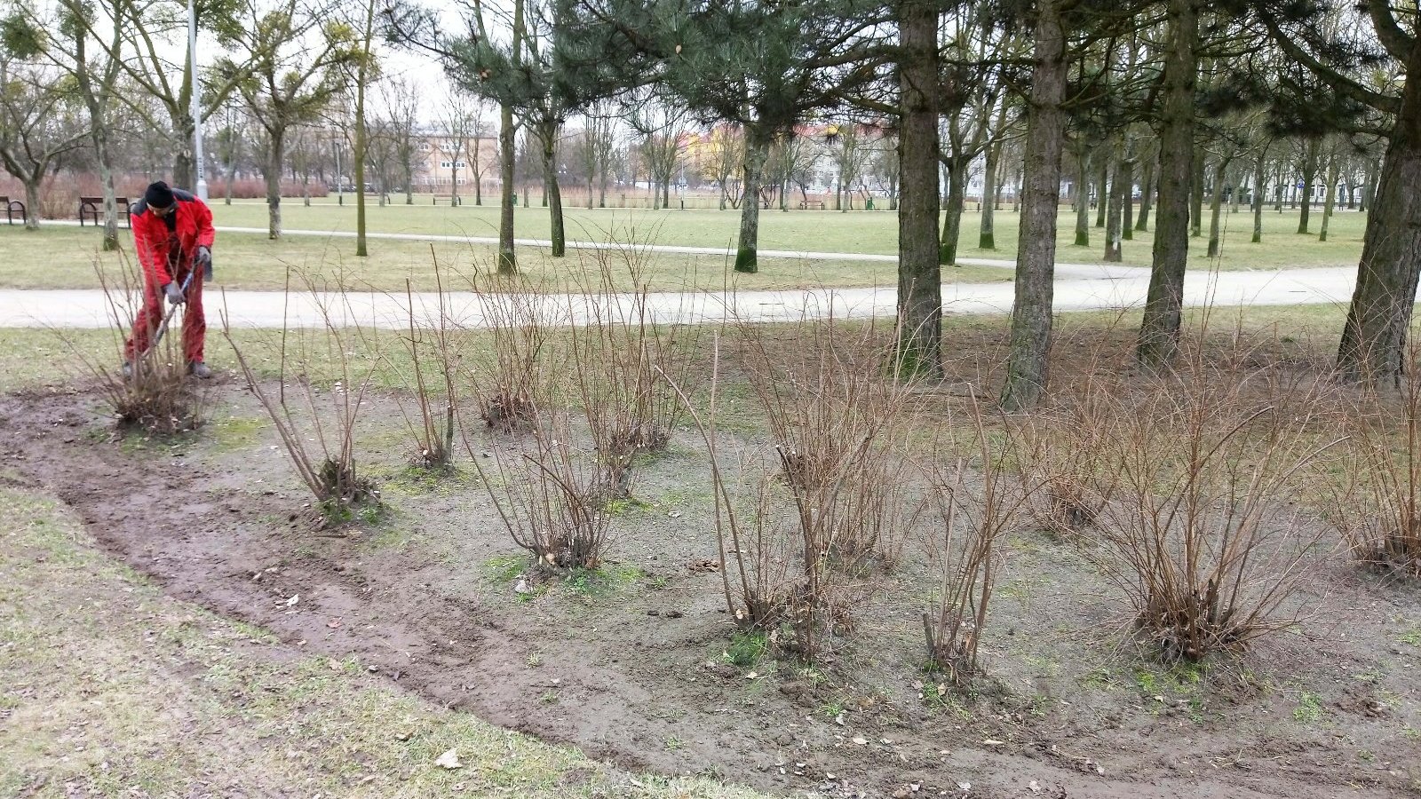 Cięcia odmładzające krzewów przeprowadza się co kilka lat. Mają one na celu usunięcie starych, uszkodzonych pędów, co zapobiega ogołacaniu się krzewów od dołu, a jednocześnie wzmacnia intensywność ich kwitnienia w kolejnych latach po cięciu - grafika artykułu