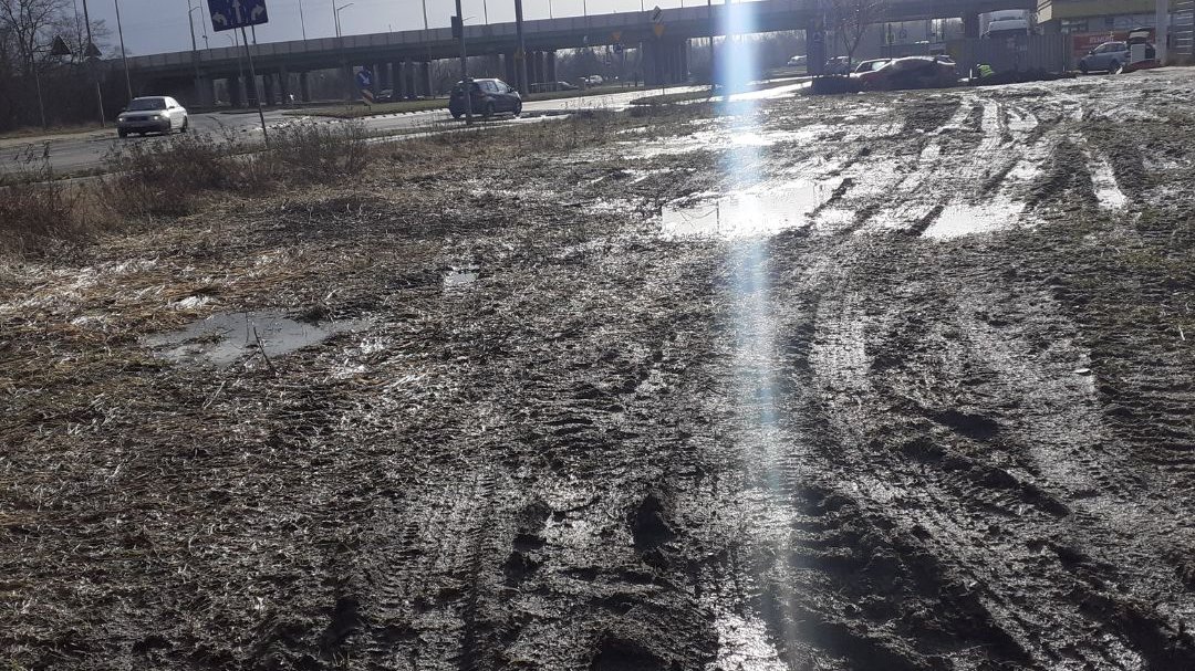 To już trzeci las kieszonkowy na Wildzie