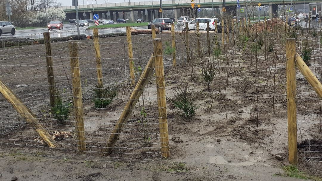 To już trzeci las kieszonkowy na Wildzie