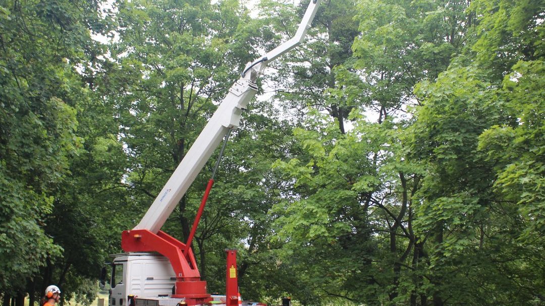 Rozpoczęły się prace mające na celu ratowanie drzew, dla których zagrożeniem jest jemioła