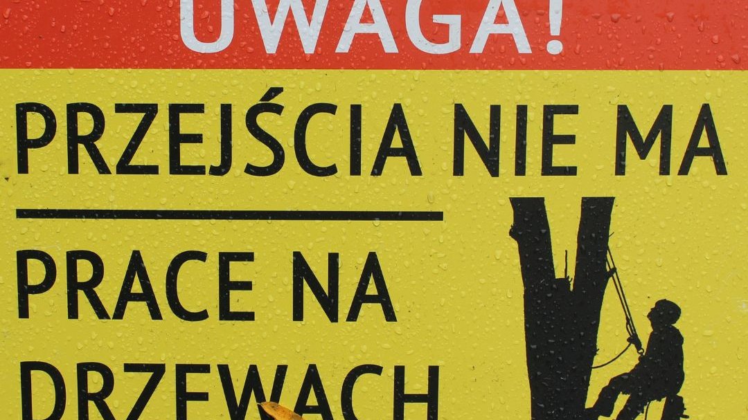 Rozpoczęły się prace mające na celu ratowanie drzew, dla których zagrożeniem jest jemioła