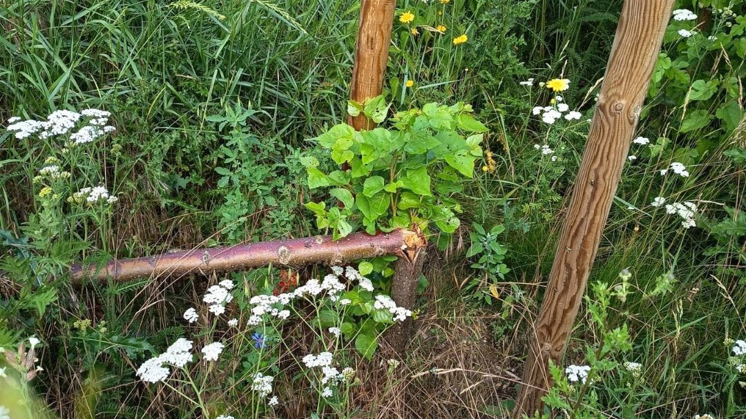 Ofiarą wandali padły trzy młode lipy, które od dwóch lat rosły na nowym skwerze przy ul. Sasankowej na os. Kwiatowym