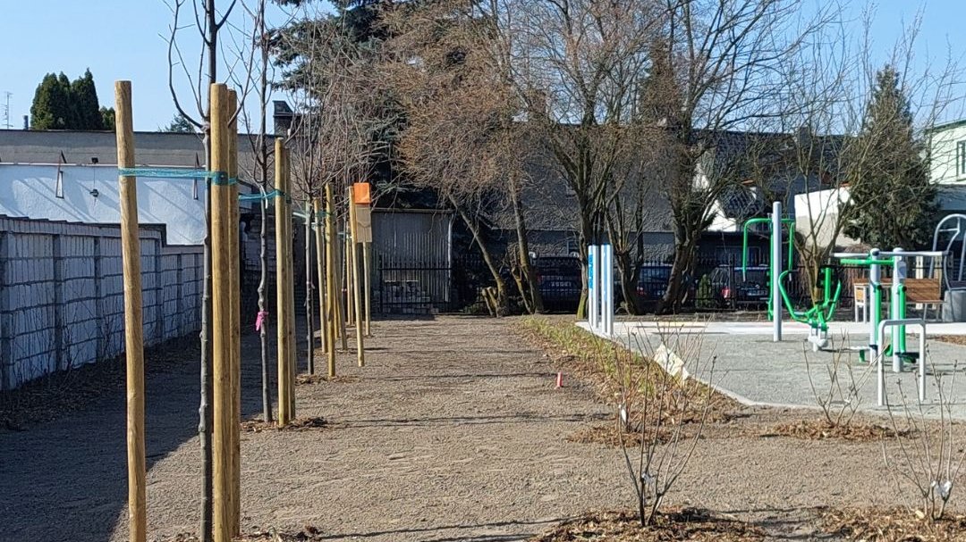 Lipy na skwerze przy ul. Sasankowej na os. Kwiatowym zostały posadzone dwa lata temu
