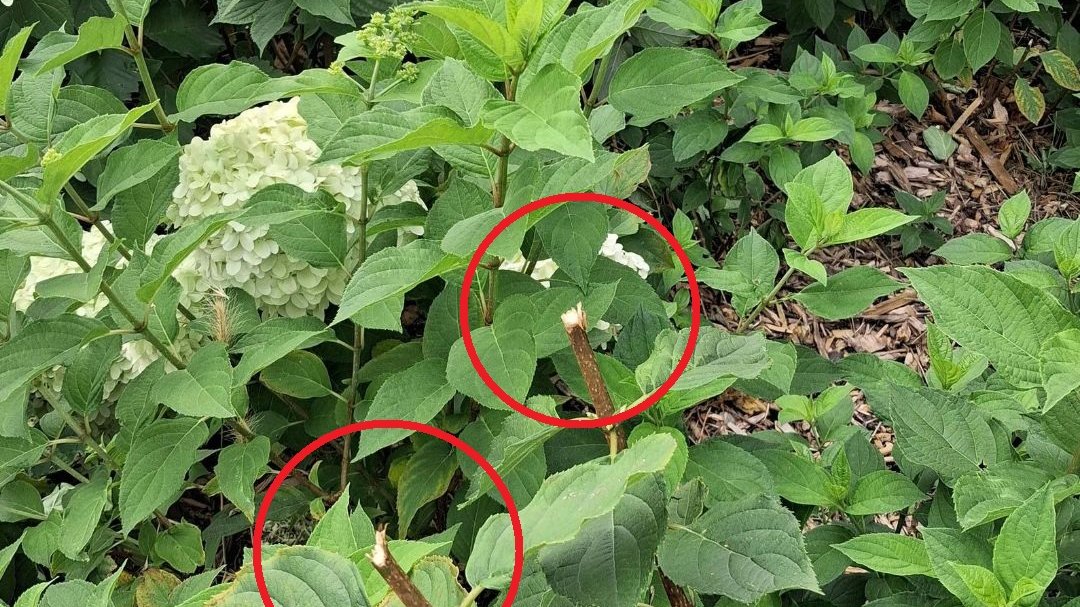 Hortensje nie są kwiatami "do zabrania"