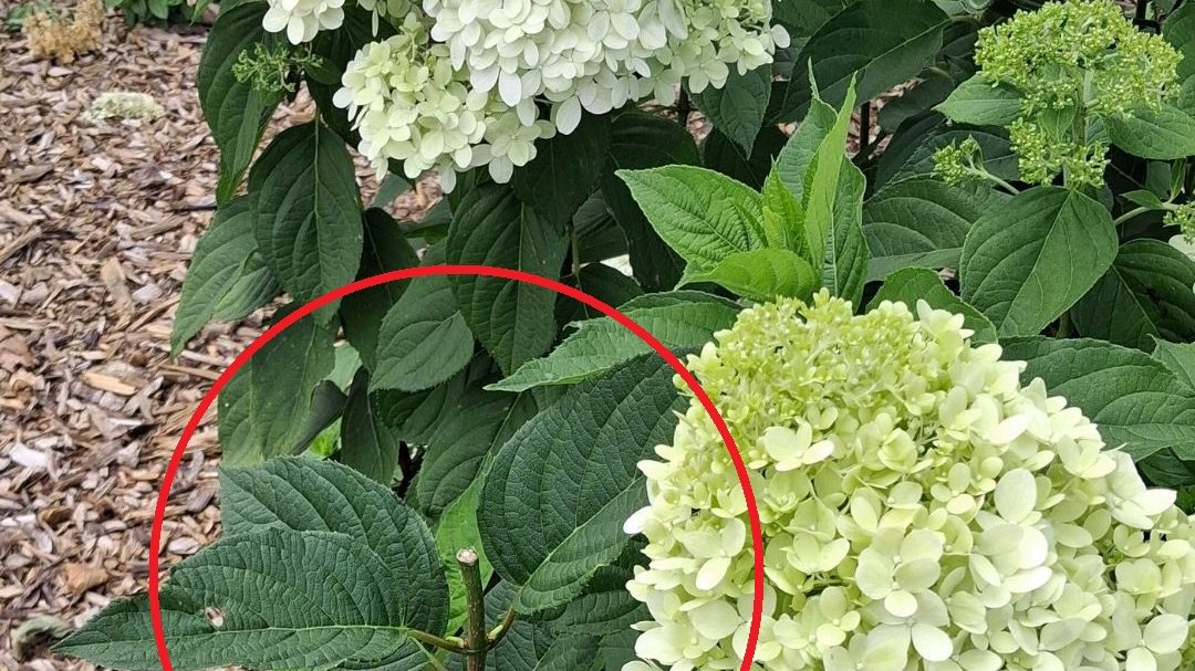 Hortensje nie są kwiatami "do zabrania"