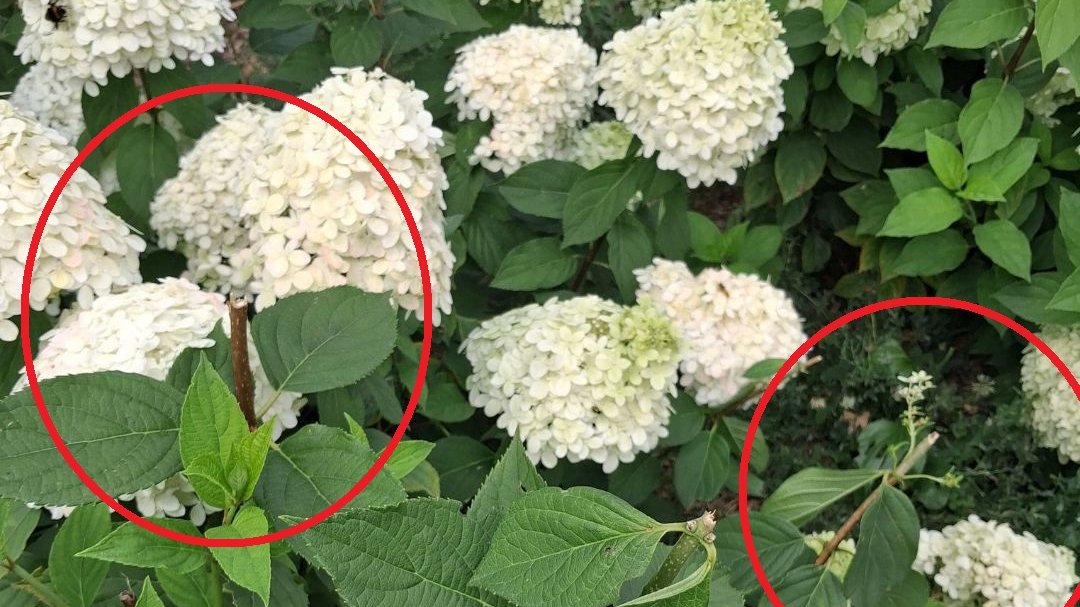 Hortensje nie są kwiatami "do zabrania"
