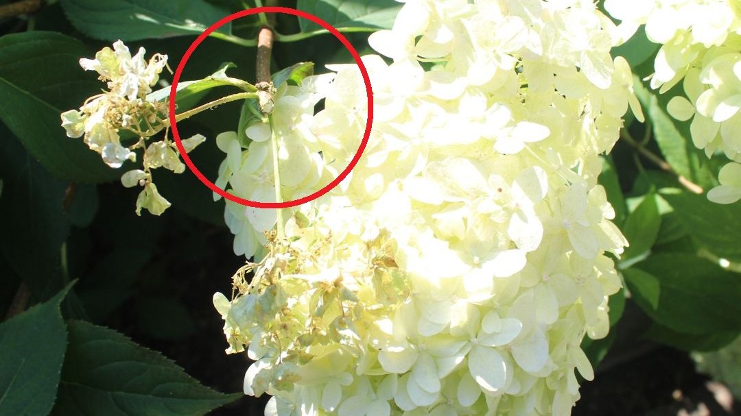 Hortensje nie są kwiatami "do zabrania"
