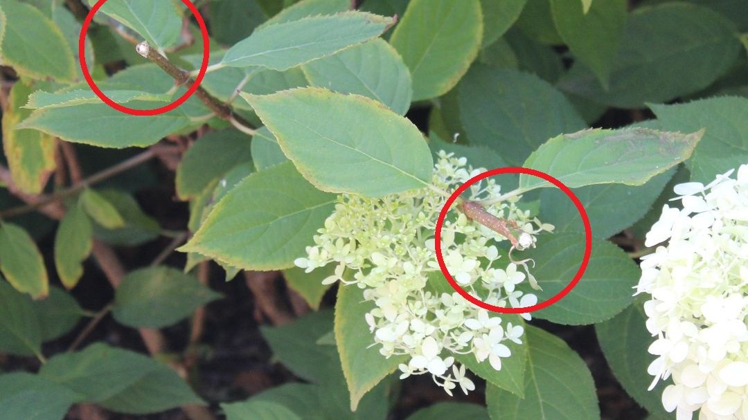 Hortensje nie są kwiatami "do zabrania"