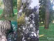 Oznaczenia na drzewach - spokojnie, to nie wycinka. Kontynuujemy prace pielęgnacyjne